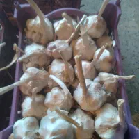 سیر درجه یک|عمدهفروشی|اشترینان, |دیوار