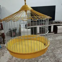 عروس هلندی ماده|پرنده|تهران, کیانشهر|دیوار