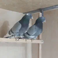 کبوتر پرشی|پرنده|معصومیه, |دیوار