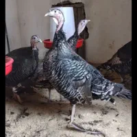 بوقلمون ماده برنز کرچ