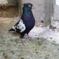 کبوتر|پرنده|مشهد, رستگار|دیوار