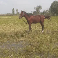 فروش نریان عرب ایرانی ۵ سال