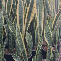 گل گل|گل و گیاه طبیعی|همدان, |دیوار