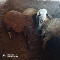 چهارراس نربره آس چاق خمیرجوخورده