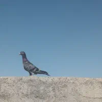 دو عدد کبوتر نر|پرنده|شیروان (خراسان), |دیوار