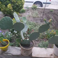 کاکتوس میوه دار
