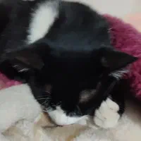 گمشده گربه|گربه|نجفآباد, امیرآباد|دیوار