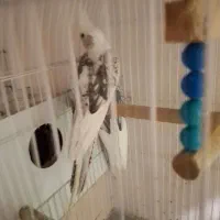 یک‌جفت‌عروس.هلندی‌آلبینودوتک‌دستگاه‌جوجه‌کشی