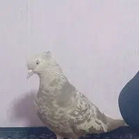 کفتر مایدم