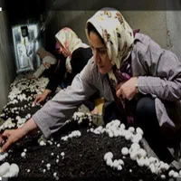 آموزش معتبر پرورش قارچ دکمه ای، صدفی، گانودرما..