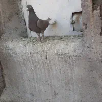 طوقی     دمسفید