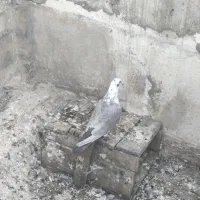 بزک سینه سفید|پرنده|شیراز, آبیاری|دیوار