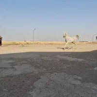 مادیان یکسر|اسب و تجهیزات اسبسواری|کارون, |دیوار