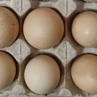 آیسبار نژاد خالص|حیوانات مزرعه|تهران, باغ فیض|دیوار