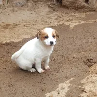 چهار سگ پاکوتا