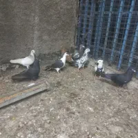 کبوتر شهرستانی