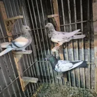 کبوتر سینه دمبی شهری