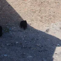 4عدد گوسفند