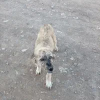 دو عدد توله ماده افغان