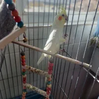 فروش ۲ عدد عروس هلندی نر|پرنده|سمیرم, |دیوار