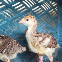 تعدادی جوجه بوقلمون ۱۰ و ۱۱ روزه