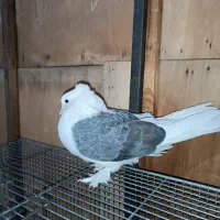 کفتر ماده عروسک کلکسیونی زیر خاکی