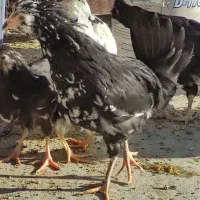 نیمچه گلین فول چهل تاج ریش کاکل|حیوانات مزرعه|شاهین‌شهر, گزبرخوار|دیوار