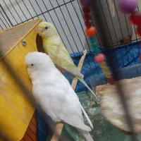 مرغ عشق با قفس|پرنده|اهواز, پردیس|دیوار