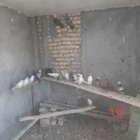 کبوتر|پرنده|معصومیه, |دیوار