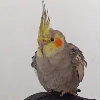 عروس هلندی گلباقالی ابلق