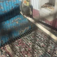 عروس هلندی نر