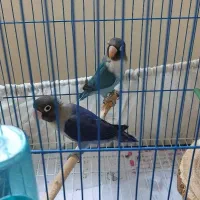 جفت جوجه طوطی برزیلی