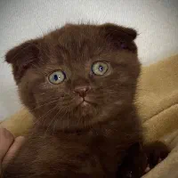 اسکاتیش چاکلت