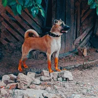 سگ گله .شکار. خوک زنی