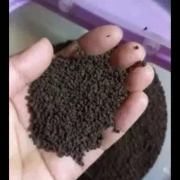 چای کله مورچه ای