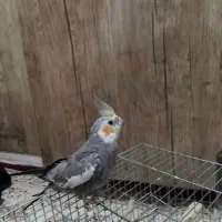 فروش عروس هلندی|پرنده|قم, شهر قائم|دیوار