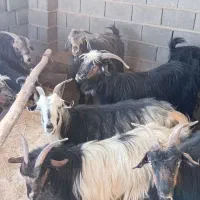 ۱۸ عدد بز شهرکردی