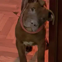 توله پیتبول اورجینال