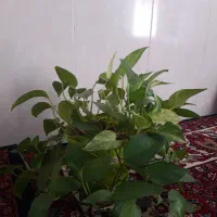 گل پتوس