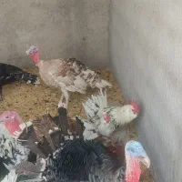 خروس گلین جوان چهل تاج