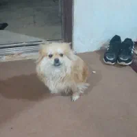 سگ‌ پامرانیان