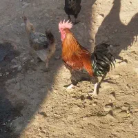 فروش خروس|حیوانات مزرعه|جهرم, |دیوار