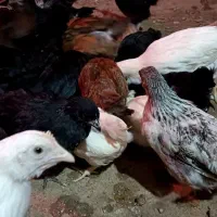 جوجه مرغ محلی گلپایگان ۸۰ روزه