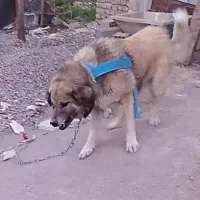 سگ نگهبان جلب ضمانتی گیرندگی|سگ|فاضل آباد, |دیوار