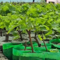 نهال انگور گلدانی لامبورگینی