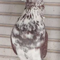 گرگی خال قدیم