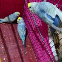 مرغ عشق ۳ عدد رینبو اصل بنفش ( رنگین کمانی )