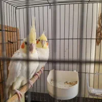 عروس هلندی مولد