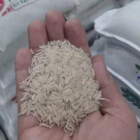 برنج کشت ۲ و ۱و سرلاشه طارم هاشمی