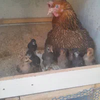 مرغ رسمی با ۹ تا جوجه